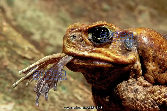 : Cane Toad - close up, frog legs dangling from mouth : Cane Toad - close up, frog legs dangling from mouth