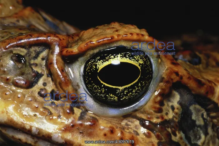 : Cane Toad Eye : Cane Toad Eye