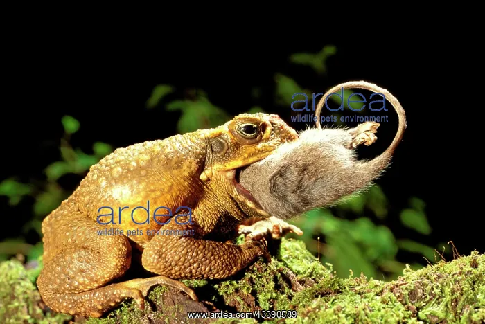 : Cane toad / Giant toad / Marine toad - swallowing : Cane toad / Giant toad / Marine toad - swallowing