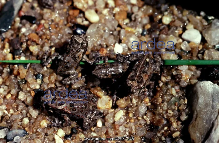 : Cane toad - juveniles. Pest species in Australia : Cane toad - juveniles. Pest species in Australia