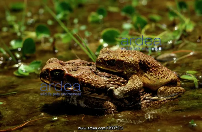 : Cane toad - pair in amplexus. Pest species in Australia : Cane toad - pair in amplexus. Pest species in Australia