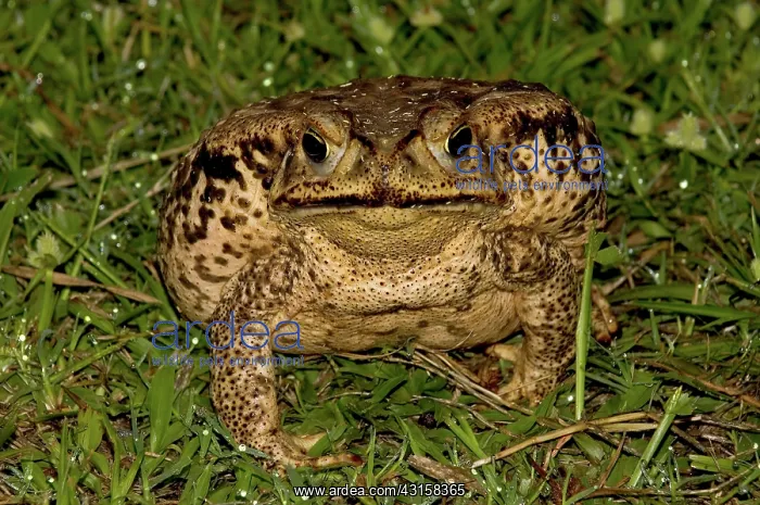 : Cane Toad, Pantanal, Brazil : Cane Toad, Pantanal, Brazil