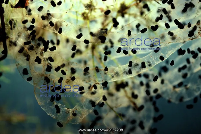 : Cane toad - spawn with eggs hatching. Pest species : Cane toad - spawn with eggs hatching. Pest species