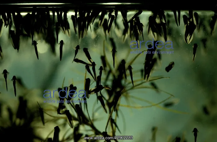 : Cane toad, tadpoles : Cane toad, tadpoles