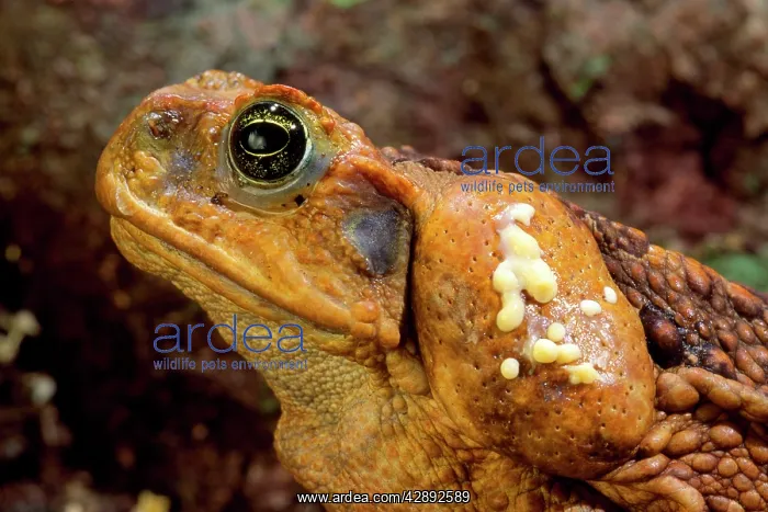 : Cane Toad - venom exuding from parietal gland