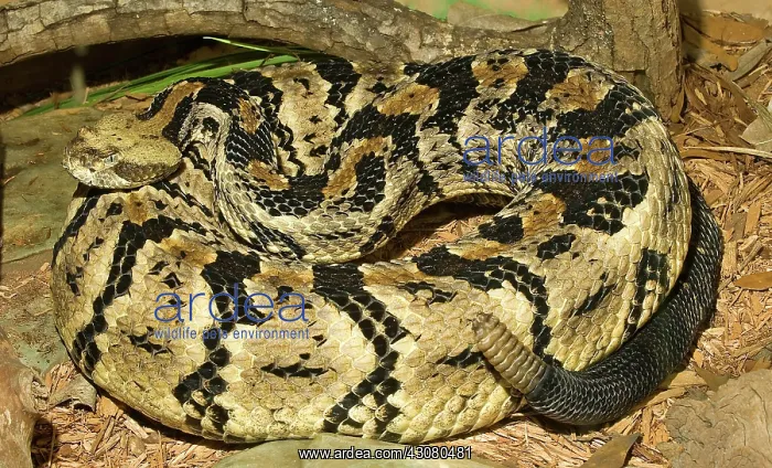 : Canebrake Rattlesnake : Canebrake Rattlesnake