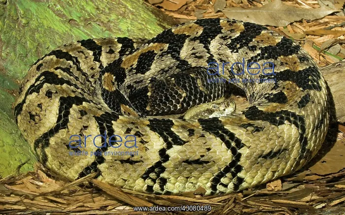 : Canebrake Rattlesnake : Canebrake Rattlesnake