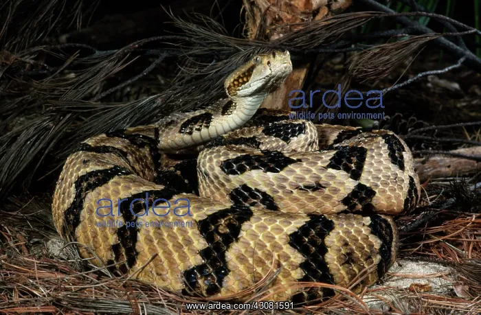 : Canebrake Rattlesnake : Canebrake Rattlesnake