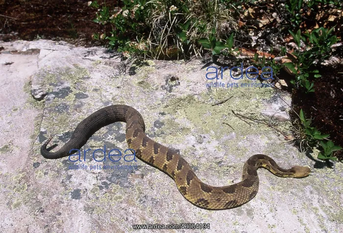 : Canebrake Rattlesnake : Canebrake Rattlesnake