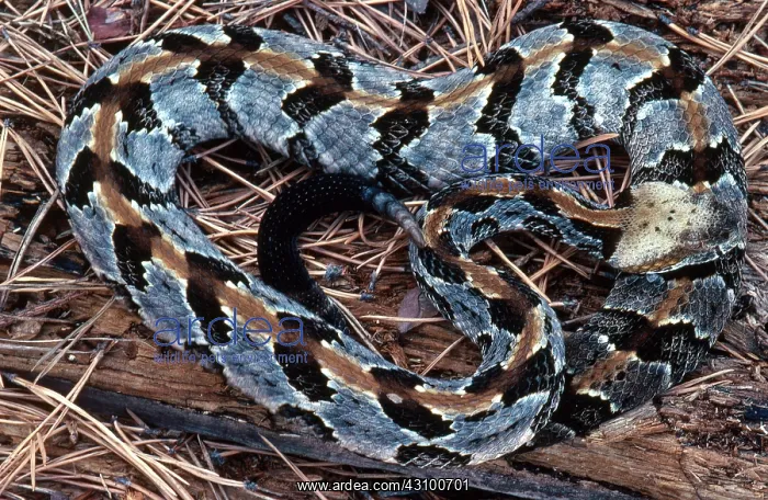 : Canebrake Rattlesnake : Canebrake Rattlesnake