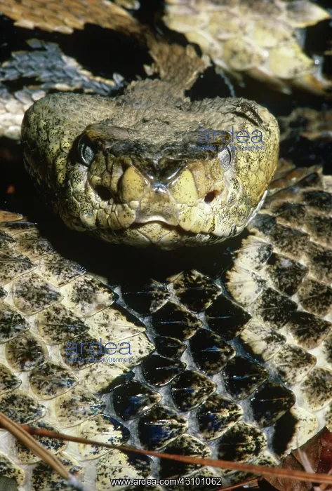 : Canebrake Rattlesnake : Canebrake Rattlesnake