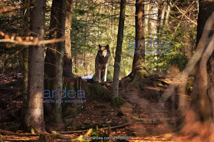 : Canis lupus Canidae Canis : Canis lupus Canidae Canis