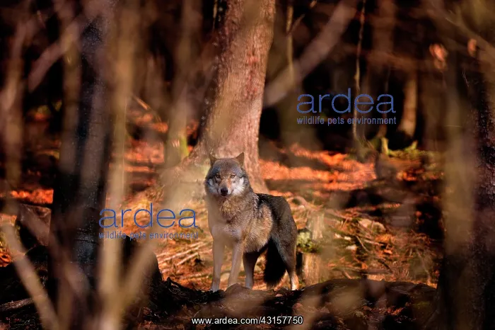 : Canis lupus Carnivora : Canis lupus Carnivora