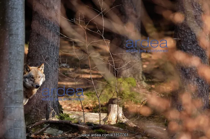 : Canis lupus Carnivora : Canis lupus Carnivora