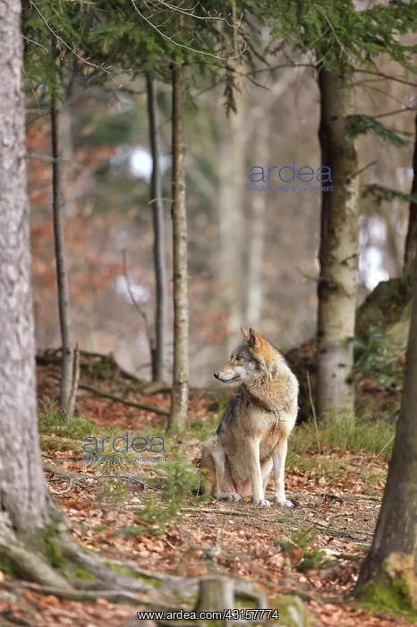: Canis lupus Carnivora : Canis lupus Carnivora