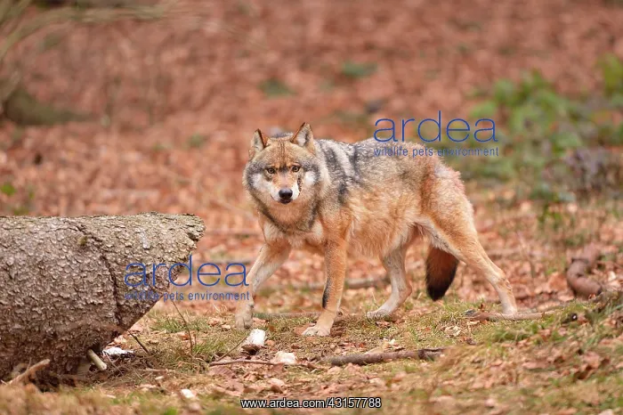 : Canis lupus Carnivora : Canis lupus Carnivora