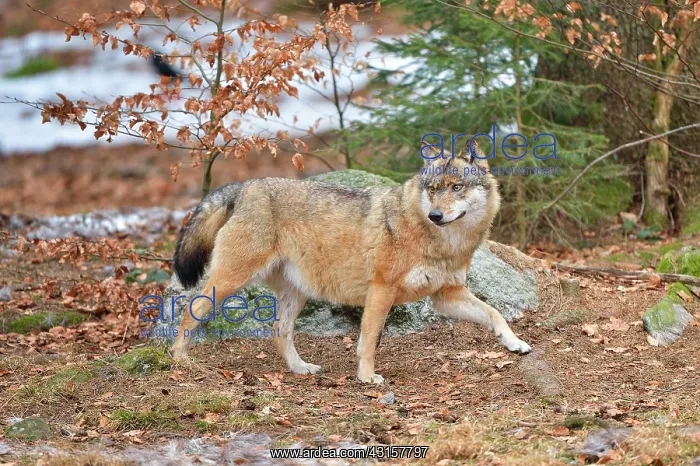 : Canis lupus Carnivora : Canis lupus Carnivora