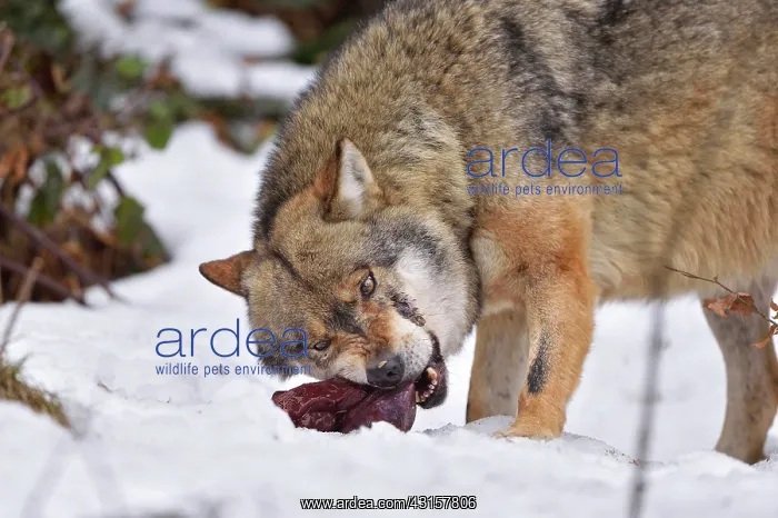 : Canis lupus Carnivora : Canis lupus Carnivora