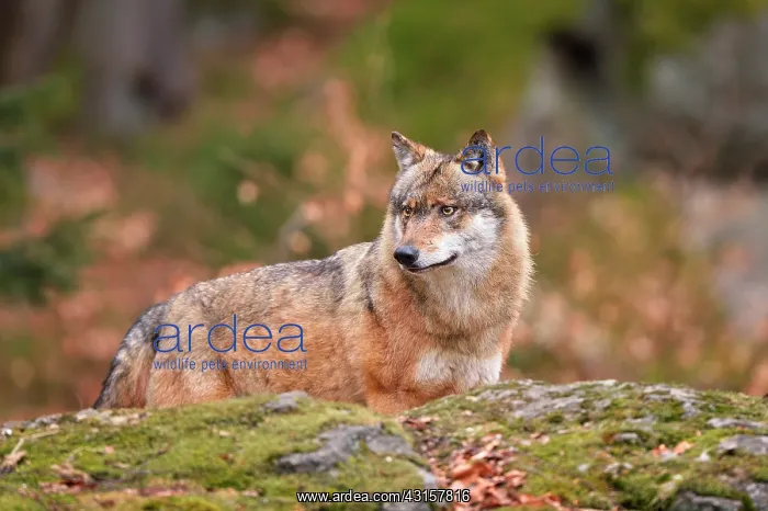 : Canis lupus Carnivora : Canis lupus Carnivora