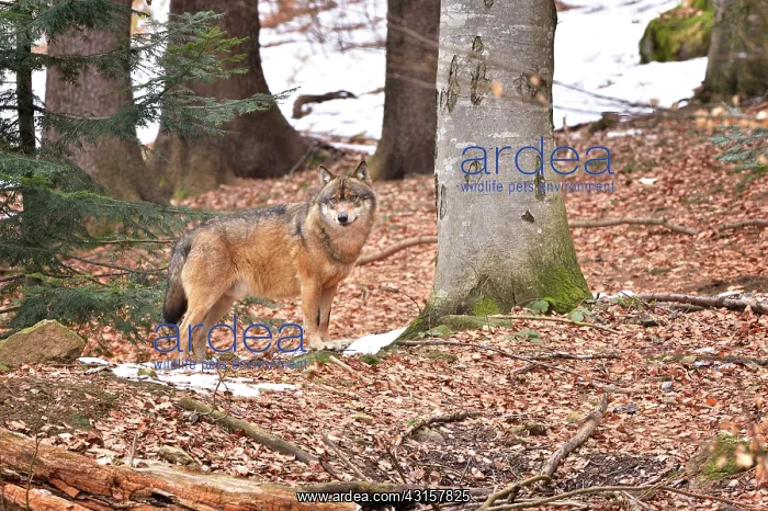 : Canis lupus Carnivora : Canis lupus Carnivora