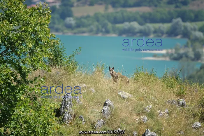 : Canis lupus italicus Carnivora : Canis lupus italicus Carnivora