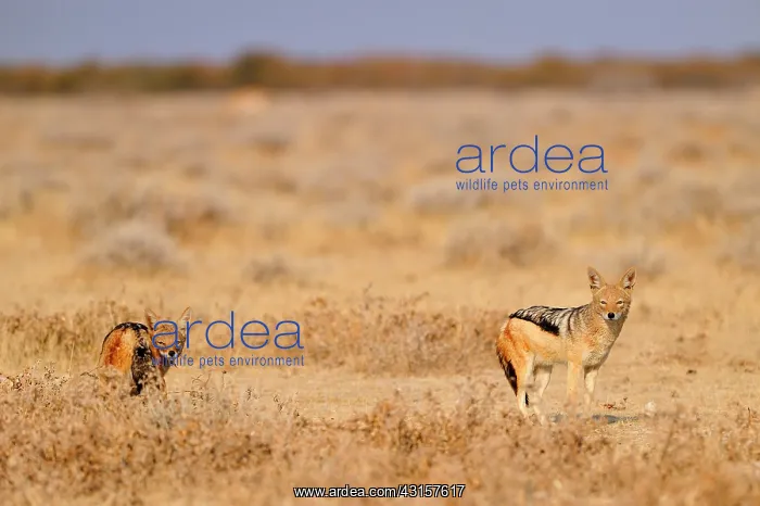 : Canis mesomelas Canis : Canis mesomelas Canis