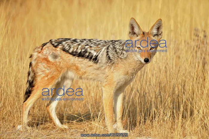 : Canis mesomelas Canis : Canis mesomelas Canis