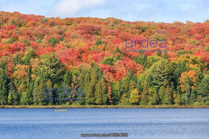 : Canisbay Lake in Autumn, Canoeist, Indian Summer : Canisbay Lake in Autumn, Canoeist, Indian Summer