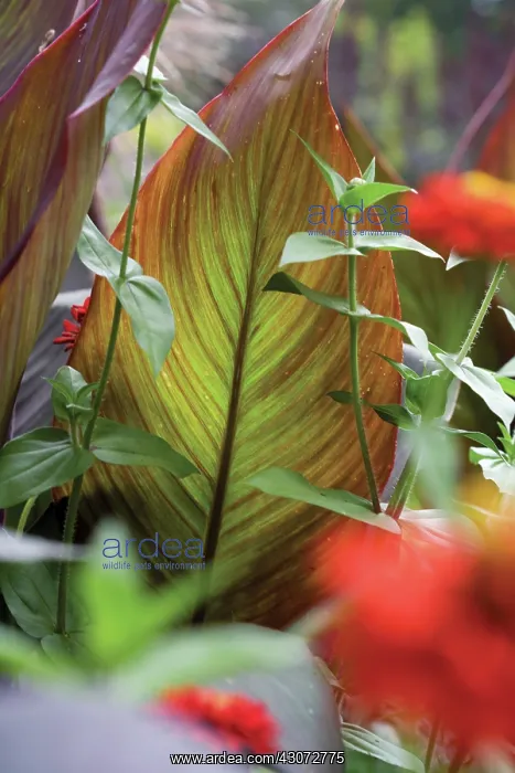 : Canna, Canna indica : Canna, Canna indica