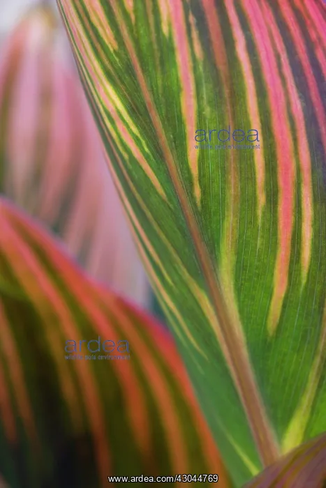 : Canna, Canna Tropicanna : Canna, Canna Tropicanna