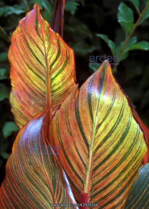 : Canna Durban : Canna Durban