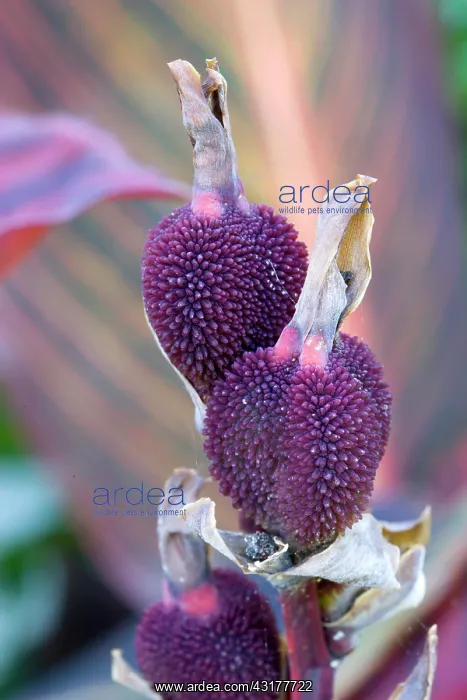 : Canna indica, Close up of unusual purple seed pods : Canna indica, Close up of unusual purple seed pods