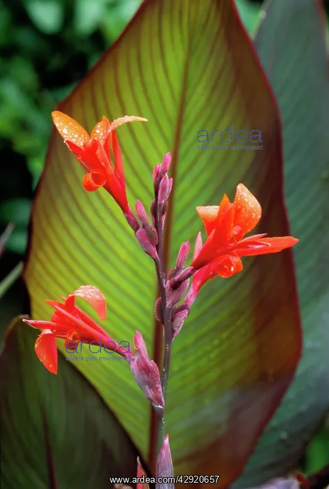 : Canna Indica Purpurea : Canna Indica Purpurea