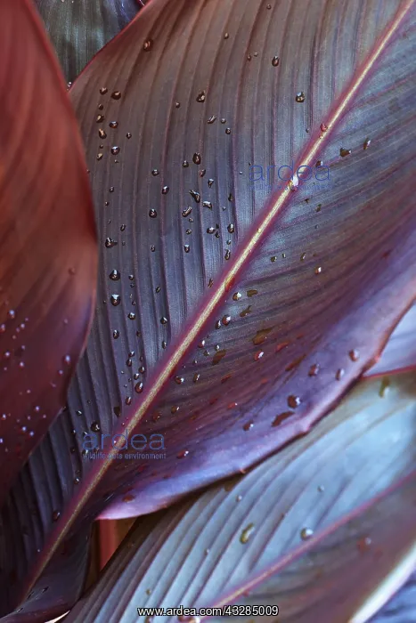 : Canna lily, Indian shot, Canna x generalis, Close : Canna lily, Indian shot, Canna x generalis, Close