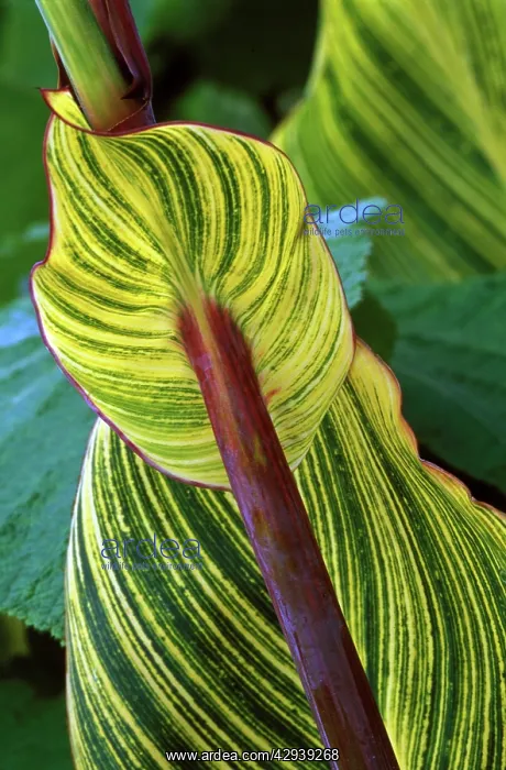 : Canna Striata : Canna Striata