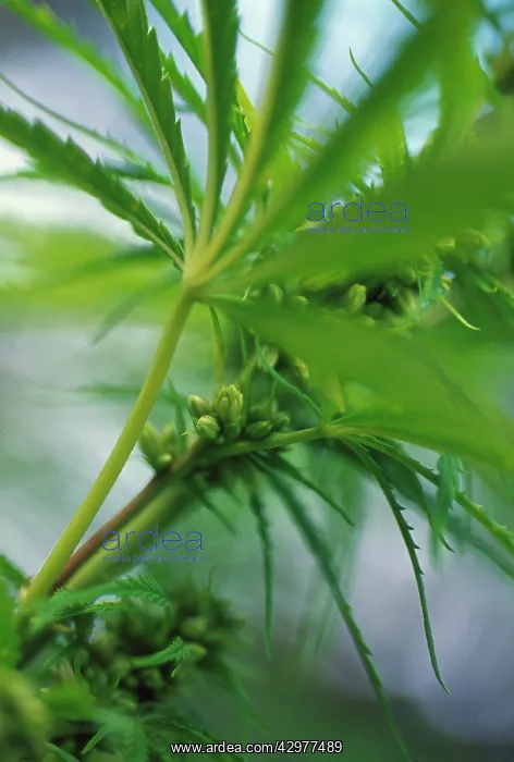 : Cannabis, Hemp, Cannabis sativum : Cannabis, Hemp, Cannabis sativum
