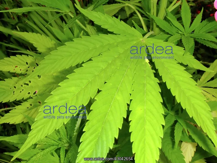  : Cannabis, Cannabis sativa, Hemp