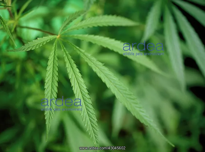 : Cannabis, Hemp, Cannabis sativum : Cannabis, Hemp, Cannabis sativum