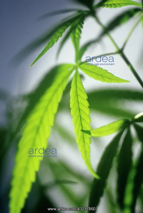 : Cannabis, Hemp, Cannabis sativum : Cannabis, Hemp, Cannabis sativum