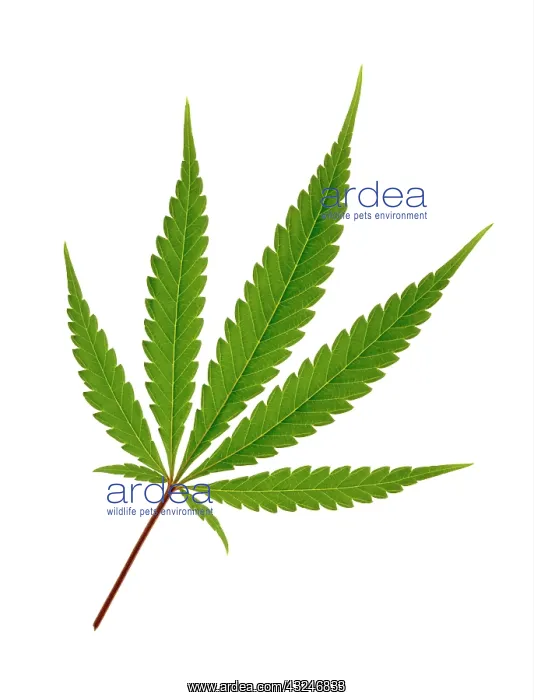  : Cannabis, Hemp, Cannabis sativum