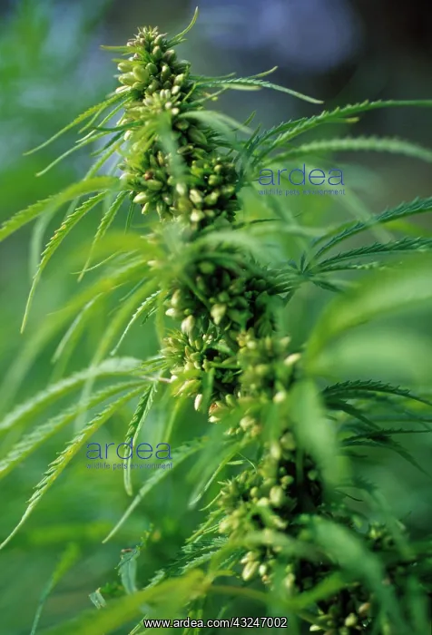 : Cannabis, Hemp, Cannabis sativum : Cannabis, Hemp, Cannabis sativum
