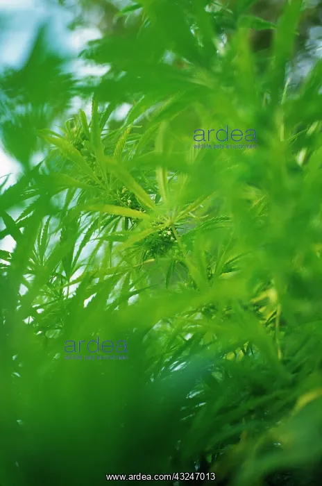 : Cannabis, Hemp, Cannabis sativum : Cannabis, Hemp, Cannabis sativum
