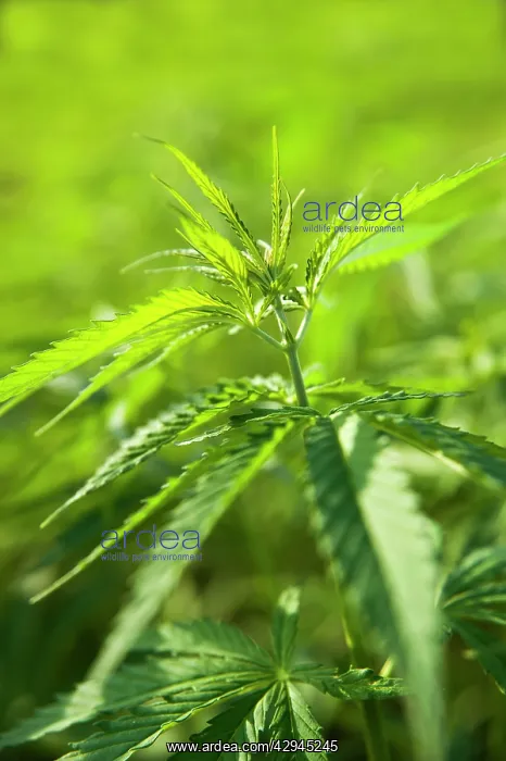 : Cannabis, Hemp : Cannabis, Hemp