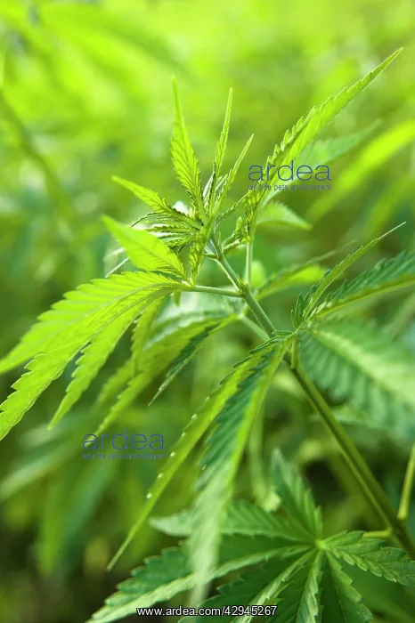 : Cannabis, Hemp : Cannabis, Hemp
