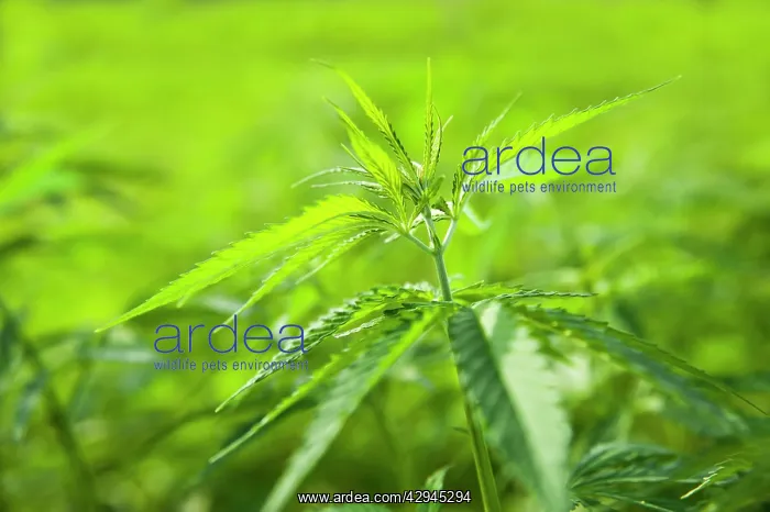 : Cannabis, Hemp : Cannabis, Hemp