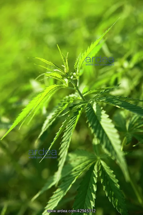 : Cannabis, Hemp : Cannabis, Hemp