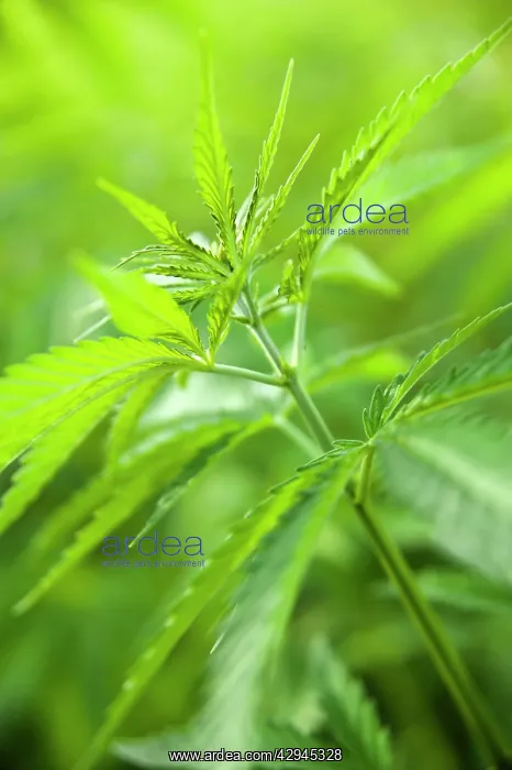 : Cannabis, Hemp : Cannabis, Hemp