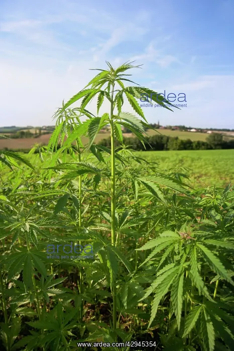 : Cannabis, Hemp : Cannabis, Hemp