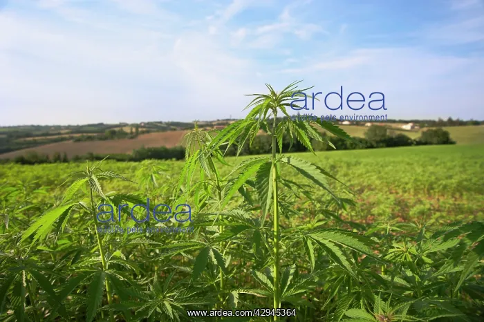 : Cannabis, Hemp : Cannabis, Hemp