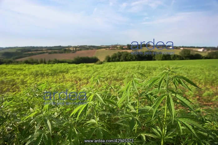: Cannabis, Hemp : Cannabis, Hemp
